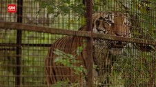 VIDEO: Harimau Yang Dieksploitasi Di Ukraina Pindah 'Rumah'