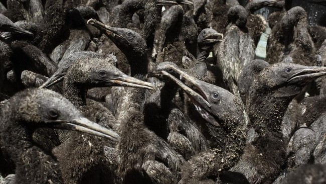 Flu Burung jadi ancaman bagi Kormoran Cape, spesies burung yang sudah masuk golongan langka di Afrika Selatan.