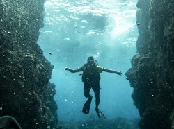 2 Orang Tewas Saat Scuba Diving Filiphina, 1 Korban Ada di Rahang Hiu
