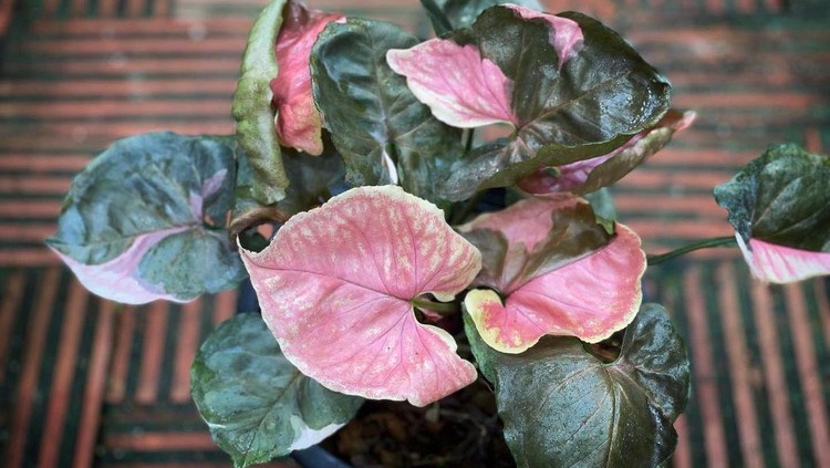 Syngonium strawberry ice
