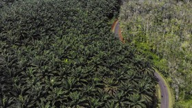 KPA: 80 Persen Konflik Agraria Terjadi di Sektor Perkebunan Sawit