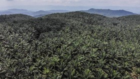 Pembebasan Lahan PTPN II di Sumut Terganjal Keluarga Pensiunan