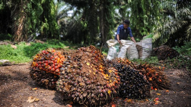 GAPKI mengatakan China dan Amerika Serikat (AS) menjadi dua negara yang memborong crude palm oil (CPO) RI di tengah pelemahan permintaan dari Eropa.