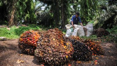 Cara PTPN Unjuk Transformasi Sawit Rendah Emisi Lewat Proyek Biogas
