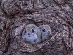 Ini Tupai Terbang Endemik Jepang yang Super Imut