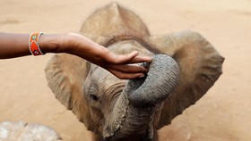 Banyak Anak Banyak Rejeki? Hewan Buktikan Salah saat Pemanasan Global