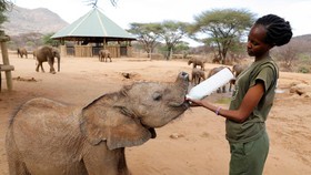 FOTO: Bayi-bayi Gajah Yatim Minum Susu Kambing di Kenya