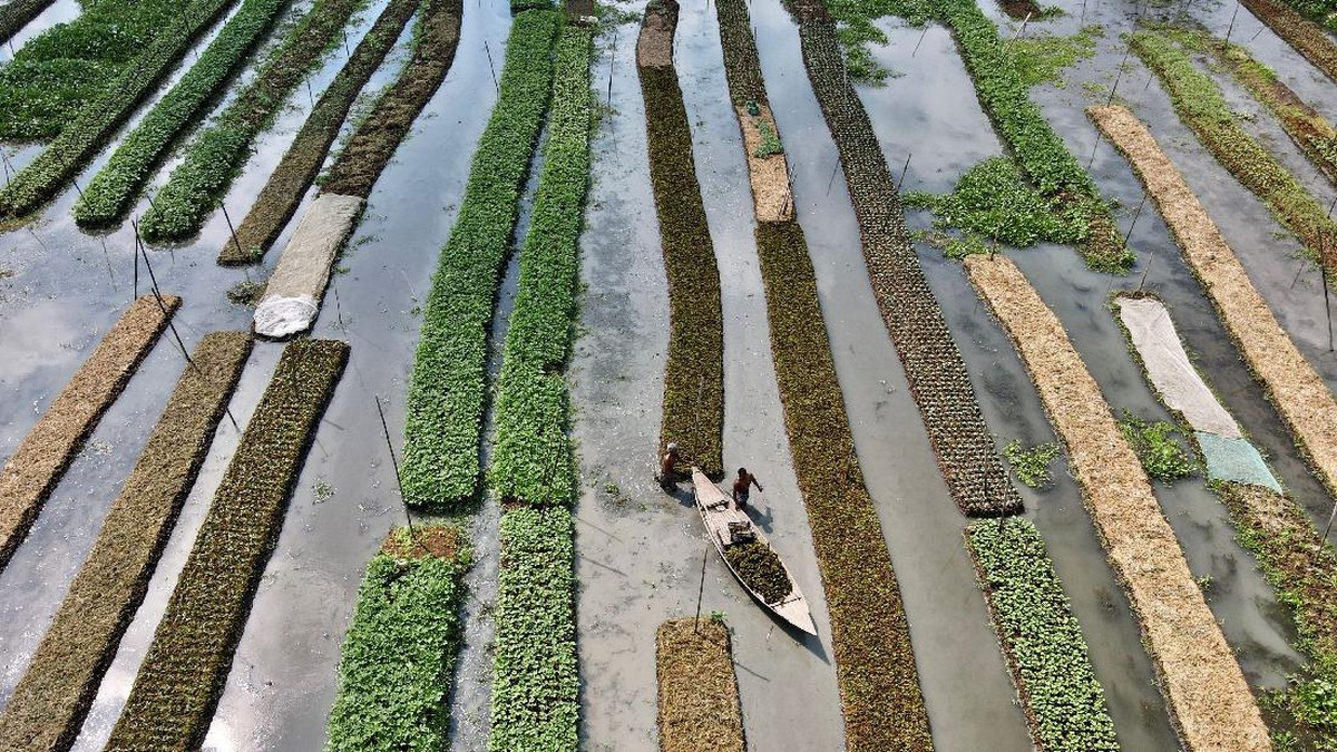 FOTO: Kebun Terapung, Bercocok Tanam di atas Banjir
