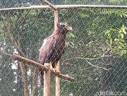 4 Elang-Kucing Hutan Dilepasliarkan di Hutan Kawasan Gunung Ciremai
