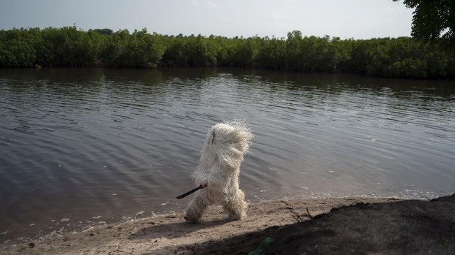 FOTO: Kankurang dan Tradisi Mendidik Laki-laki di Gambia