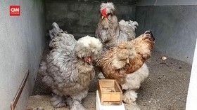 VIDEO: Raup Cuan Puluhan Juta Per Bulan dari Ternak Ayam Hias