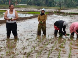Ragam Tantangan Petani Pangandaran Tanam Padi Jelang Musim Hujan