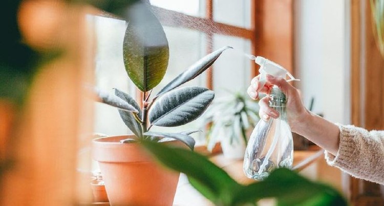 6 Cara Merawat Tanaman yang Terletak di Dalam Ruangan, Jangan Salah ya Bun Perawatan tanaman indoor yang tepat dibutuhkan agar tanaman tumbuh dengan sempurna. Simak caranya di sini, Bunda.
