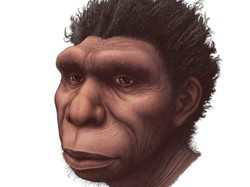 Sejarah Nenek Moyang Manusia Bisa Berubah Karena Homo Bodoensis
