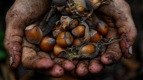 FOTO: Petani Hazelnut Turki Demo Monopoli dan Eksploitasi Nutella