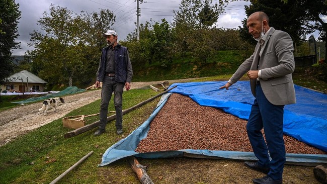FOTO: Petani Hazelnut Turki Demo Monopoli dan Eksploitasi Nutella