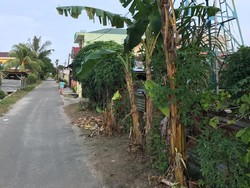 Banyak  Pohon Pisang Jadi Sasaran Gegara Viral Salam dari Binjai