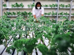 Rekomendasi Akun Youtube-Instagram Untuk Belajar Berkebun