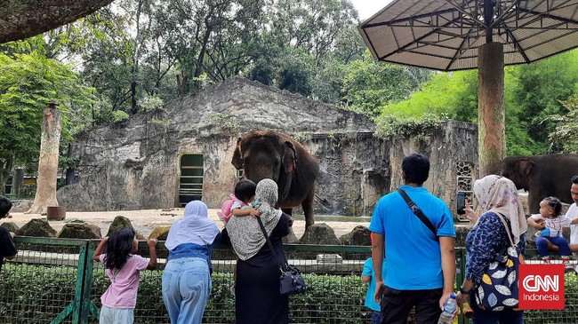 Menurut pantauan CNNIndonesia.com Ragunan tampak lengang dan tak ada antrean kendaraan masuk saat akhir pekan kedua usai dibuka.