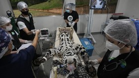 FOTO: Upaya Menyelamatkan Jaguar dari Kepunahan di Brasil