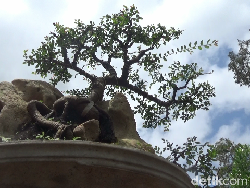 Hobi Pria di Lumajang Membuat Bonsai Mendatangkan Cuan