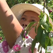 Kisah Perempuan Indonesia di AS yang Berawal Hobi Berkebun, Kini Hasil Panennya Sukses Dijual! Jamu Jadi Favorit