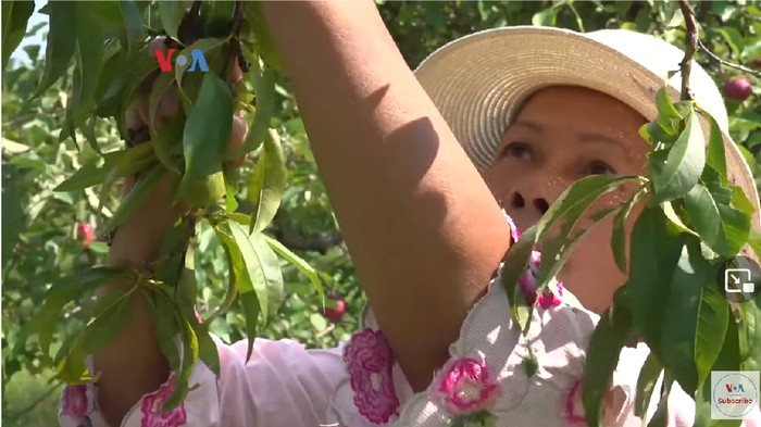 Kisah Perempuan Indonesia di AS yang Berawal Hobi Berkebun, Kini Hasil Panennya Sukses Dijual! Jamu Jadi Favorit