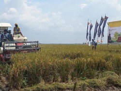 Ikut Program Makmur, Petani Subang Semringah Hasil Panen Meningkat