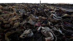FOTO: Fenomena Ribuan Makhluk Laut Mati Terdampar di Pantai Inggris