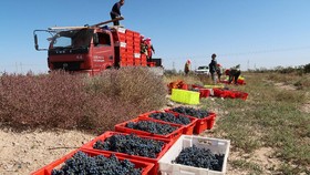 FOTO: Panen Anggur hingga Jadi Wine di China