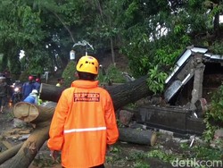 Pohon Tumbang Timpa Driver Ojol di Purwakarta