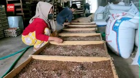 VIDEO: Siapa Sangka, Ulat Datangkan Cuan Puluhan Juta Rupiah