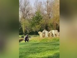Enggak Sayang Nyawa, Pria Ini Ngajak Berantem 11 Harimau Putih