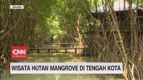 VIDEO: Wisata Hutan Mangrove Di Tengah Kota