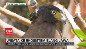 VIDEO: Wisata ke Ekosistem Elang Jawa di Boyolali