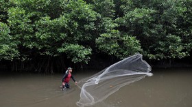 Greenpeace: Pemeliharaan Hutan Lebih Baik dari Carbon Capture Storage