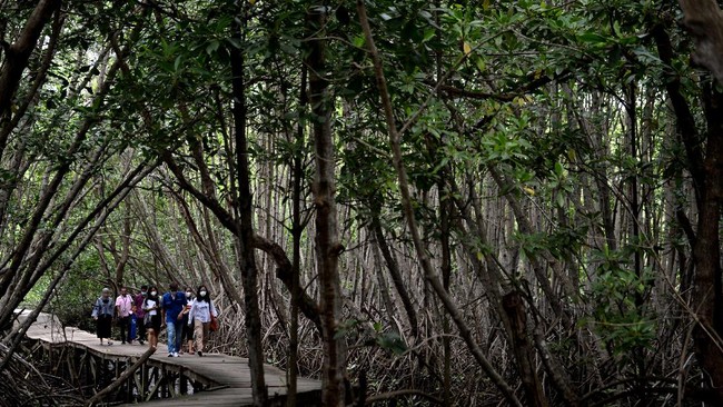 Menko Maritim dan Investasi Luhut Binsar Panjaitan menyebut 200 ribu hektare lahan mangrove yang sudah direstorasi akan dipamerkan dalam G20 2022.
