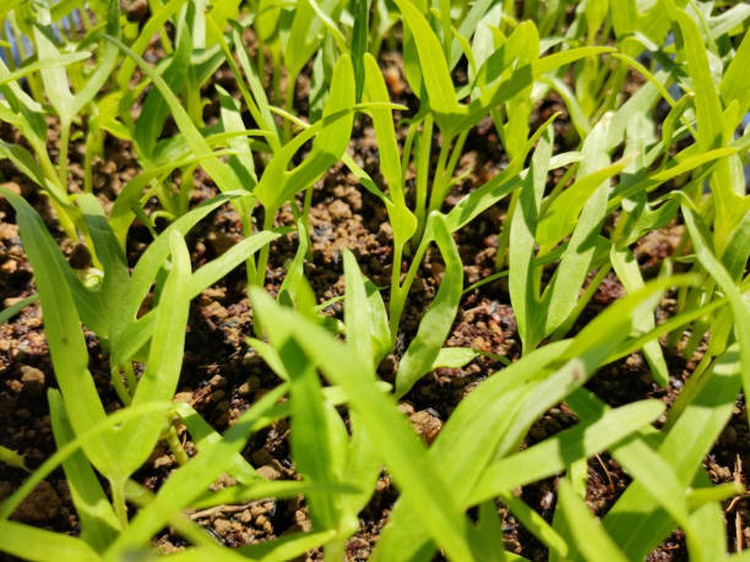 Cara Menanam Kangkung di Polybag dan Tips Agar Cepat Tumbuh Subur Tak ada yang sangka kangkung yang dikenal merupakan sayuran yang dapat tumbuh di air, ternyata bisa tumbuh di darat juga dengan polybag. Simak selengkapnya!