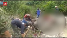 VIDEO: Gajah Sumatra Betina Ditemukan Mati