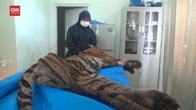 VIDEO: Harimau Sumatera Penerkam Warga Jambi Ditemukan Mati