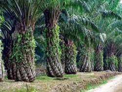 Mengupas Potensi Industri Kelapa Sawit di Bangka Belitung