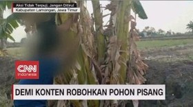 VIDEO: Demi Konten Robohkan Pohon Pisang