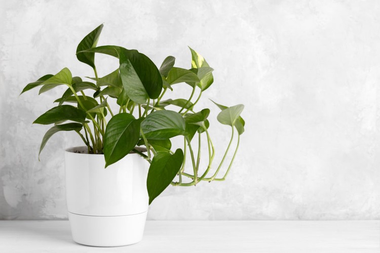Merawat tanaman hias pokok duit-duit termasuk hal yang mudah. Namun, ada beberapa hal yang perlu Bunda diperhatikan. Simak selengkapnya di sini yuk, Bun.