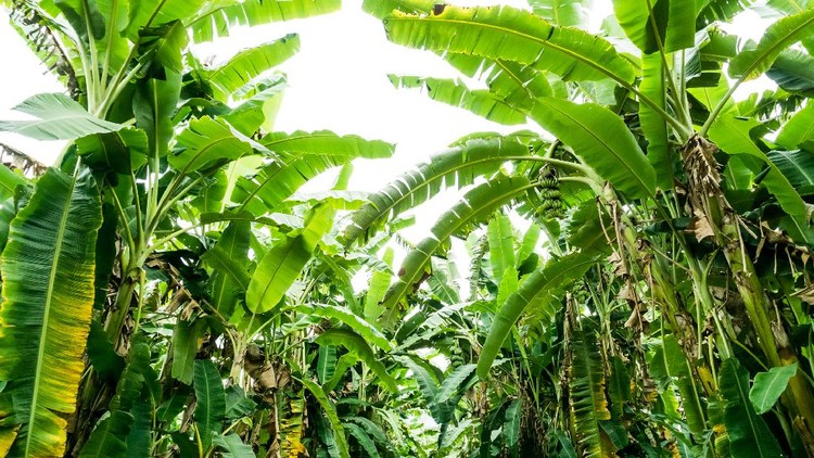 Ilustrasi Pohon Pisang Banana tree with a bunch of growing bananas,darktone.