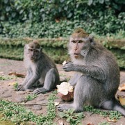 Sekelompok Monyet Mendadak Bikin Geger Penduduk di Jepang, Lho Kenapa?