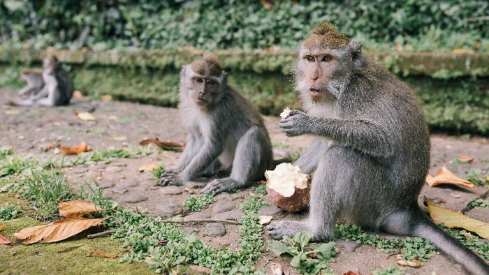 Sekelompok Monyet Mendadak Bikin Geger Penduduk di Jepang, Lho Kenapa?