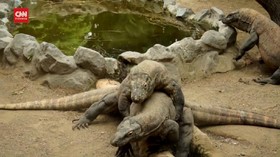 VIDEO: Terancam Punah, Komodo Dikembangbiakkan di Surabaya