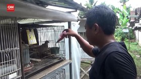 VIDEO: Berawal Dari Hobi, Hasilkan Cuan Budidaya Burung Puter Pelung