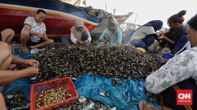 FOTO: Timbal Hingga Parasetamol Hantui Nelayan Kerang Hijau Jakarta