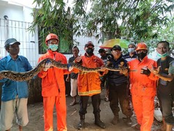 Piton 4 Meter dan 33 Anaknya Ditangkap dari Belakang Kampus UNISKA Kediri